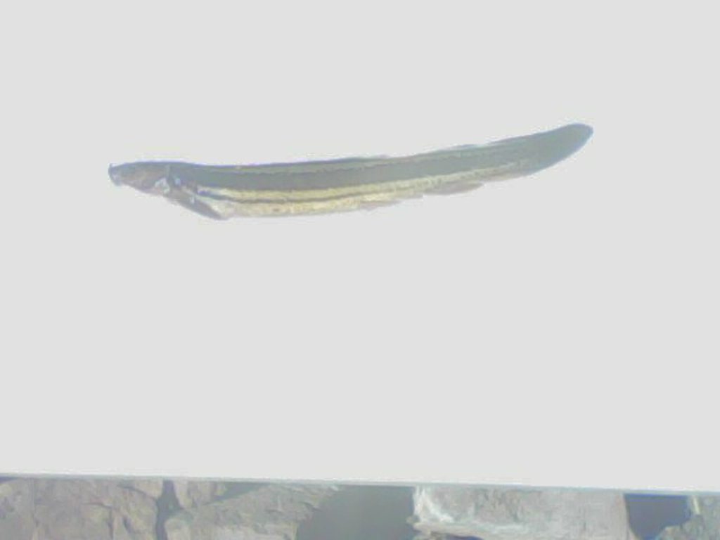 Изображение (1) (1)