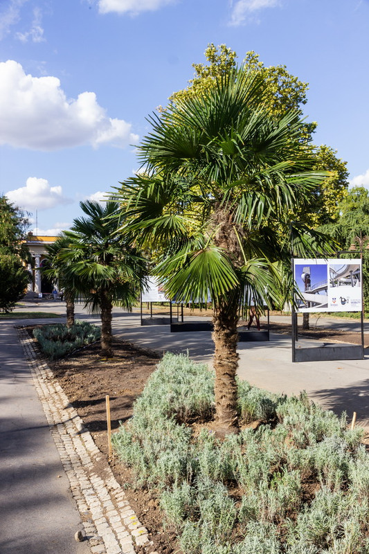 kalemegdan-palme-02.jpg