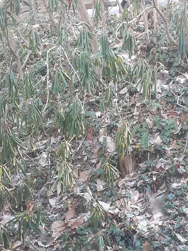 Rhodedendron leaves at 2F Dec 23 2022