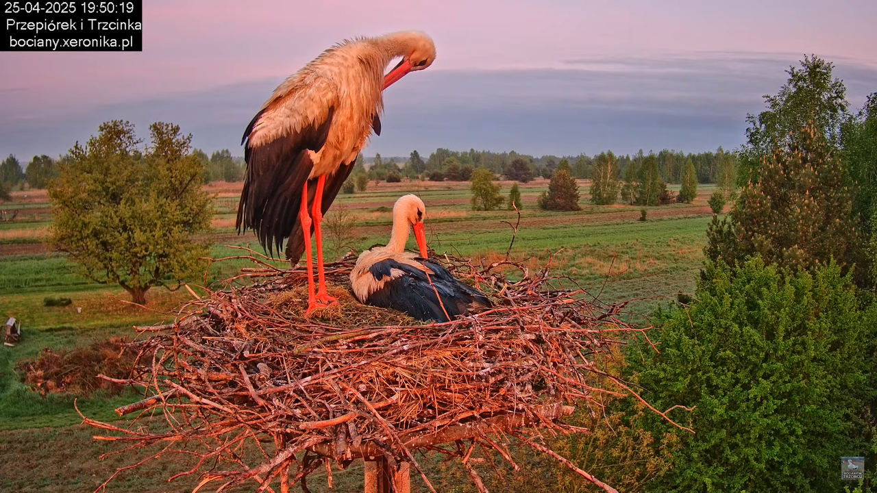 25042025bociany29
