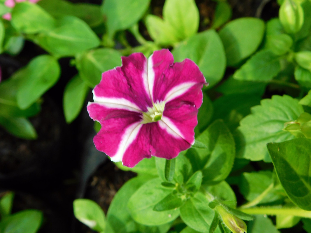 DSCN5685.jpg