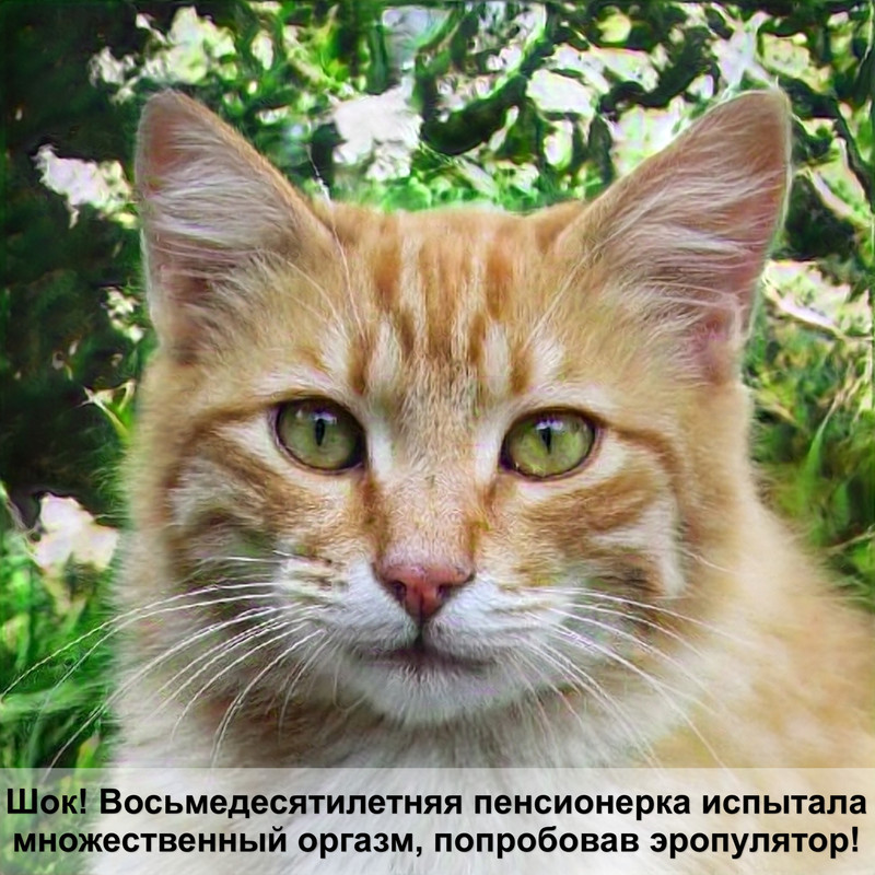 красивые коты