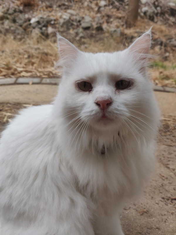 inkbGeOuSHC1F2jKEFwncg