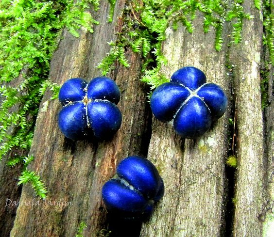 Margaritaria nobilis