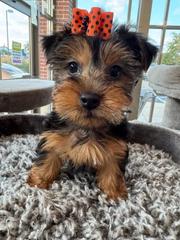 Adorable Yorkie puppy