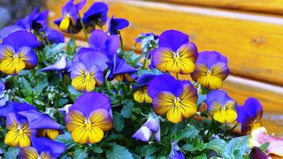 Thơ hoạ Nguyễn Thành Sáng & Tam Muội (2087) Pansy-Flowers-Spring-Color-blue-yellow-flowers-Nature-Wallpaper-HD-3840x2400-915x515
