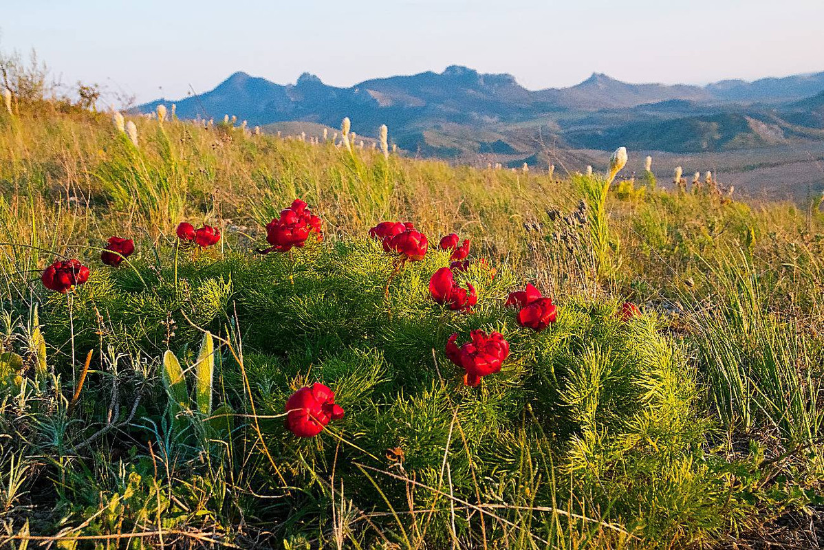 c774d776e1a3469780342e2caf67cc77-max-2500x1500 Ты трогать ее не моги! Растения, к которым лучше не приближаться
