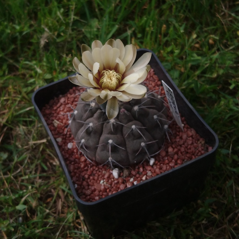 Gymnocalycium bodenbenderianum (riojense) STO 87-11.2 nr 3