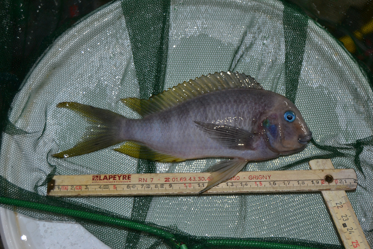 Annectens mâle Mai20