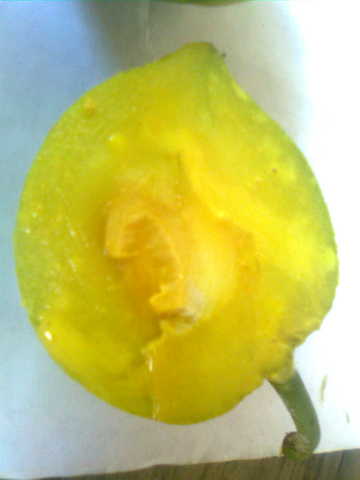 dem fol hulf (4)