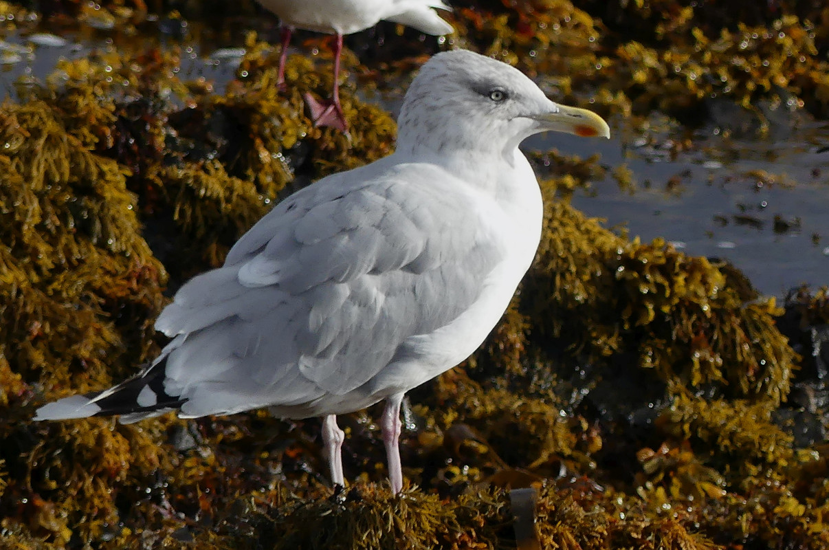 HERRING GULL 6 280924