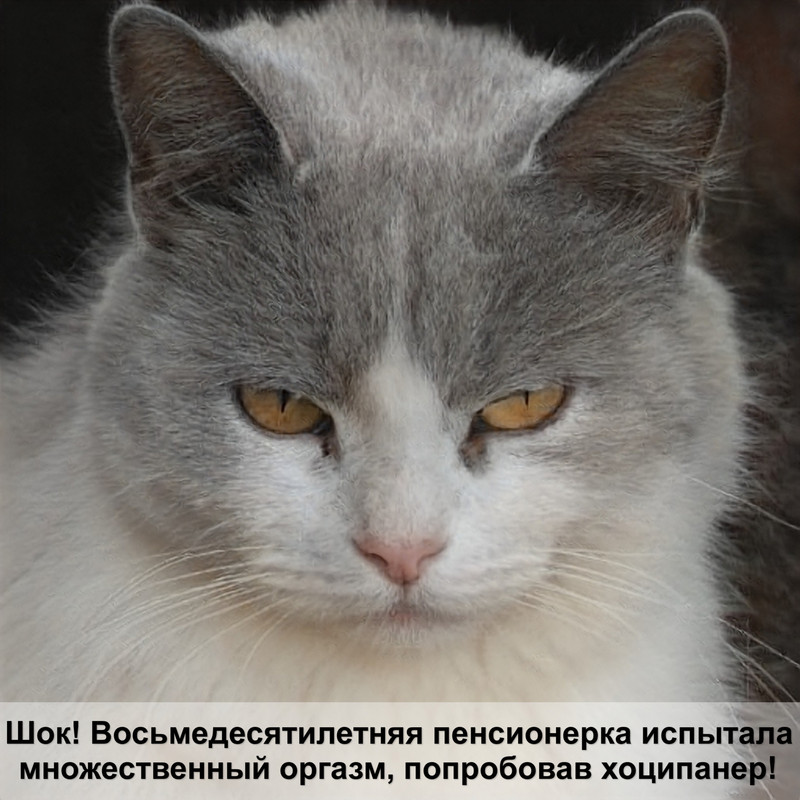 кошка постоянно блюет шерстью