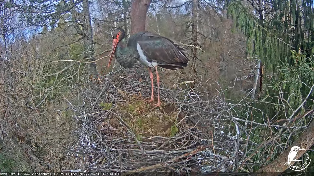 Melnais stārķis (Ciconia nigra) Siguldas novadā - LDF tiešraide 13-37-56 screenshot