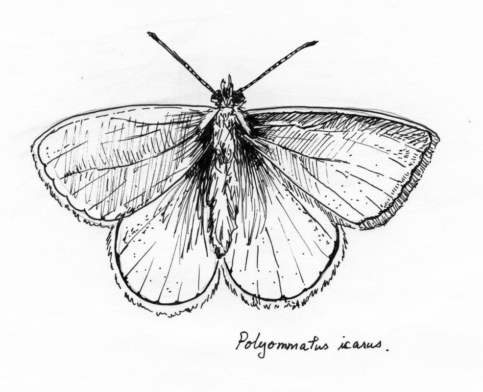Polyammatus icarus