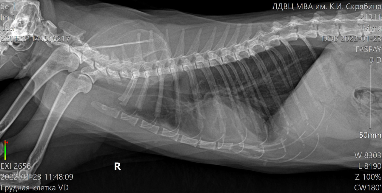 21311_Муся__23-01-2022 11_48_09_1-1