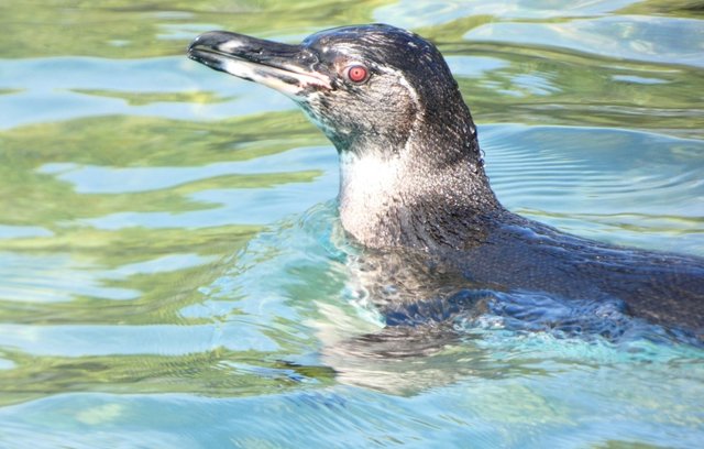 Galápagos 2022 - Blogs de Ecuador - Día 10 (28 de junio): Tintoreras (2)