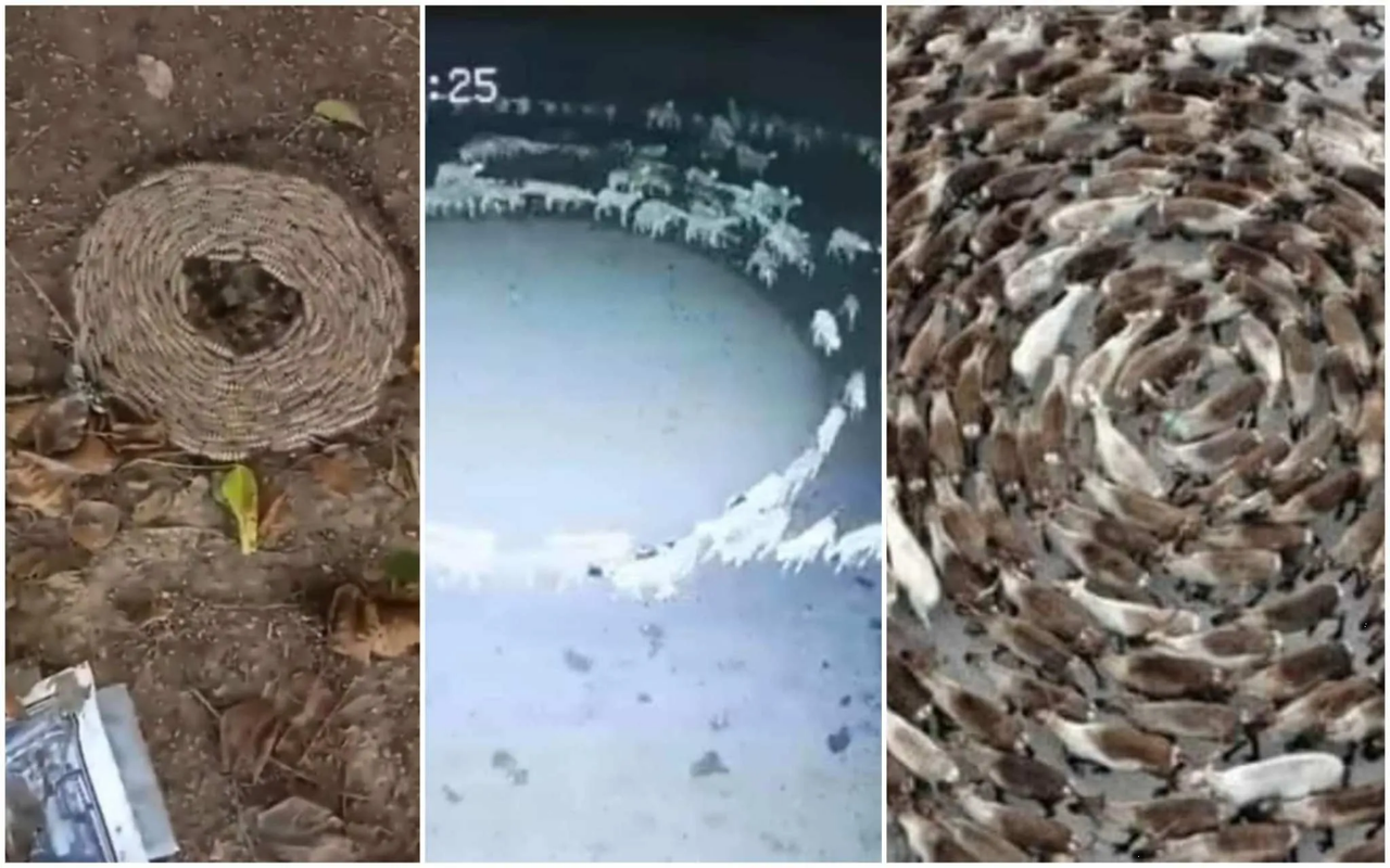 Por esto los animales dan vuelta en círculos alrededor del mundo