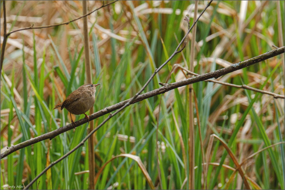 XT4A1003  2021 Wingertsweiher LR ERWZ FB