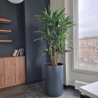 Озеленение офиса Коворкинг Атмосфера