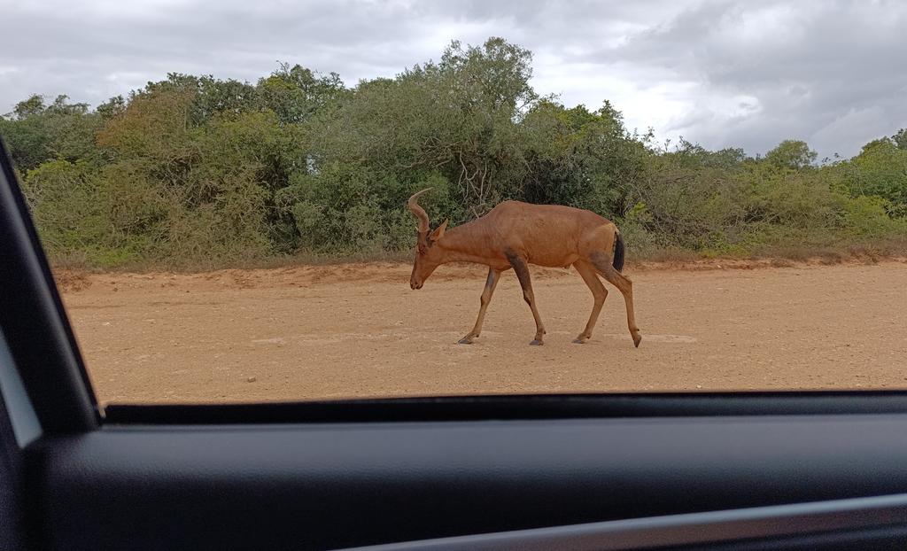 Такая близкая Африка. (ЮАР. 22 дня и 4200 км. Ноябрь-Декабрь)