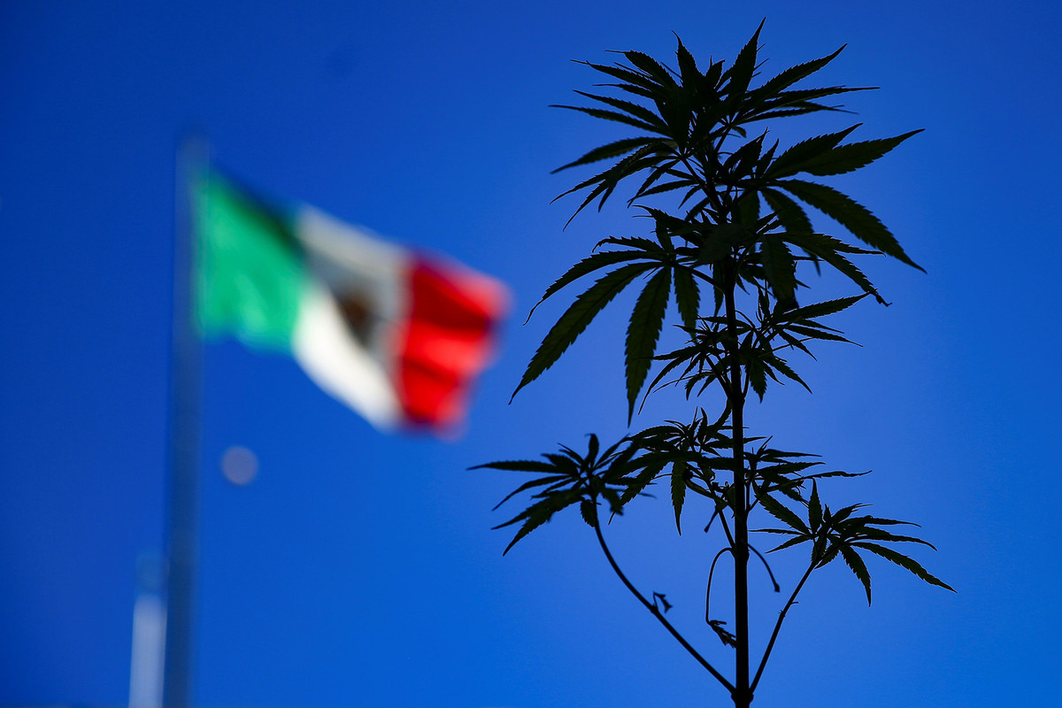 Olga Sánchez Cordero dice que el Senado podría legalizar la marihuana en diciembre