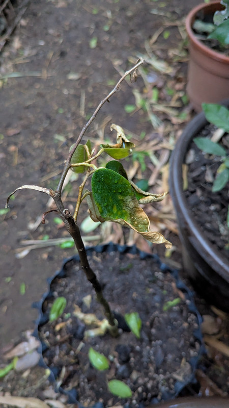 PXL_20250403_000403012