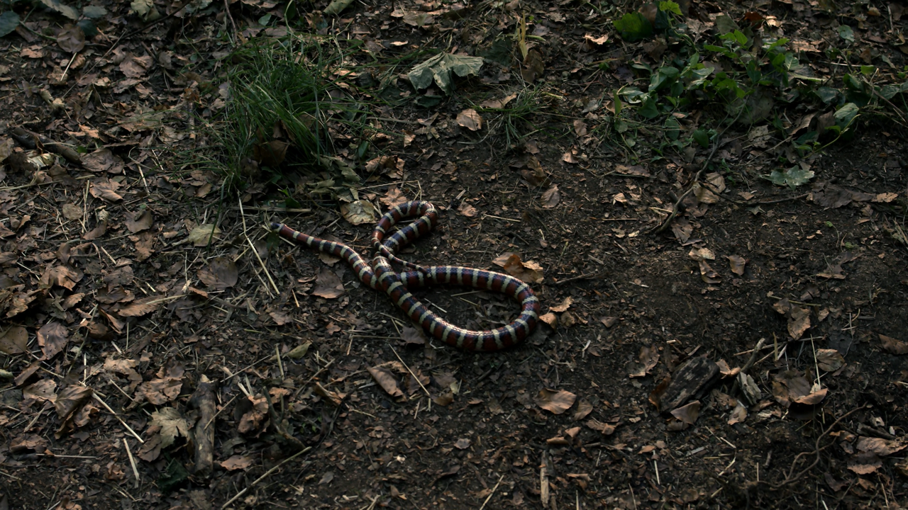 Outlander S04E06 Blood Of My Blood 4kto1080p WEBRip AAC5.1.x265 