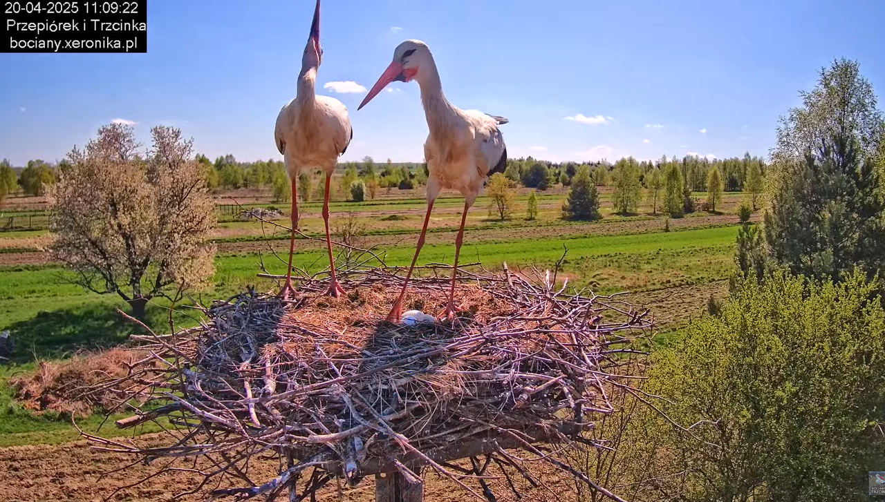 20042025bociany27