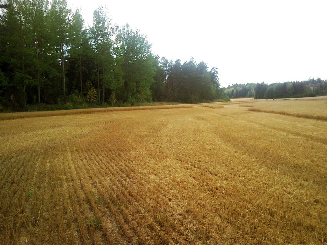 2014-08-10 @17-13-05 - niitettyä peltoa