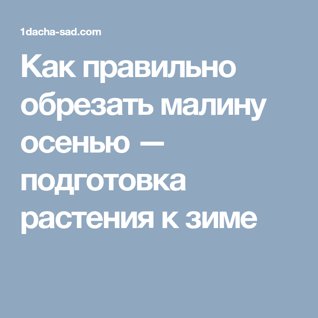 Подготовка черной малины к зиме важные шаги осени;