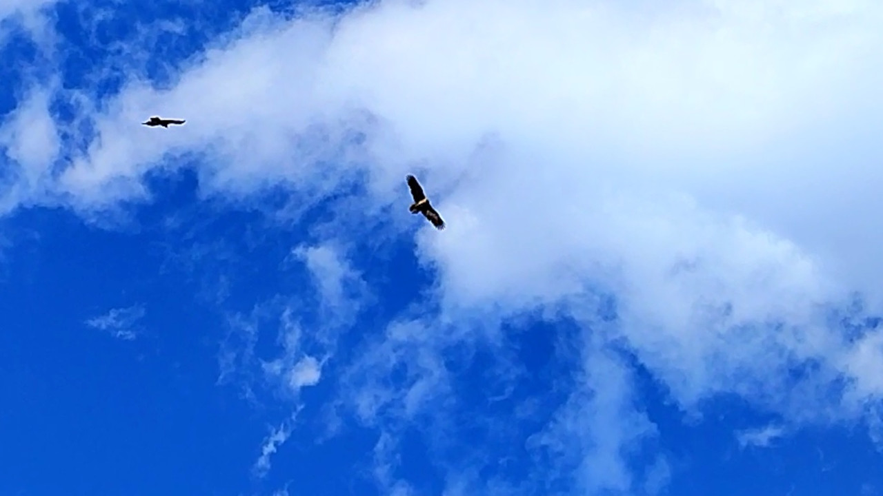 Радость орла