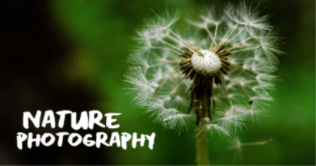 Nature Photography: Recharge and Enjoy the Outdoors