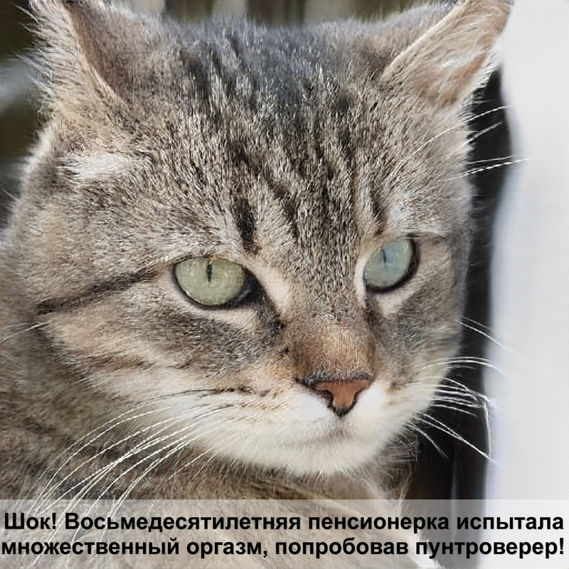 кудрявые кошки порода