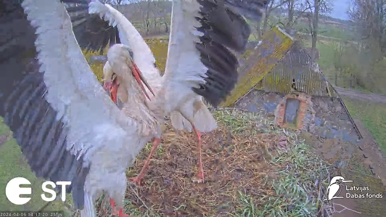Baltie stārķi (Ciconia ciconia) Tukuma novadā - LDF tiešraide __ White storks in Tukums, Latvia 17-1