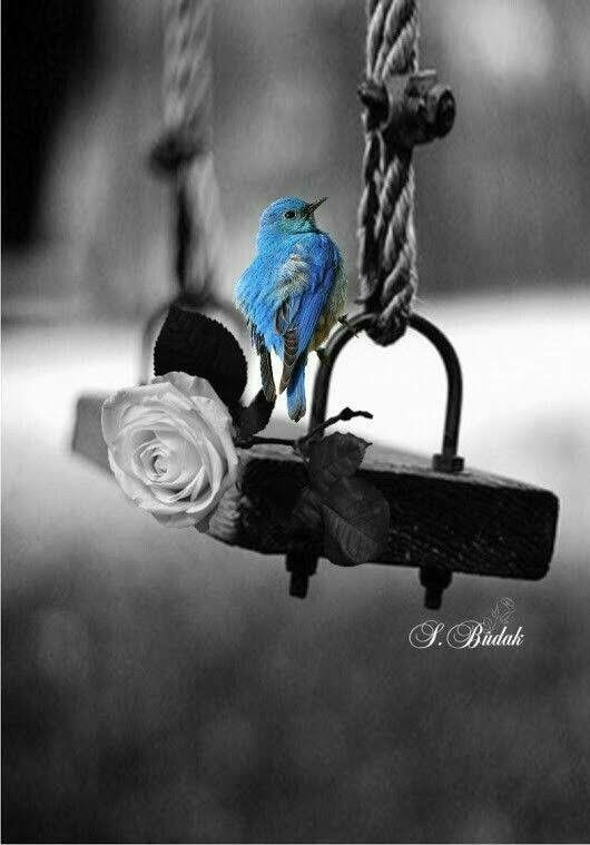 bluebirdbnwpic.jpg