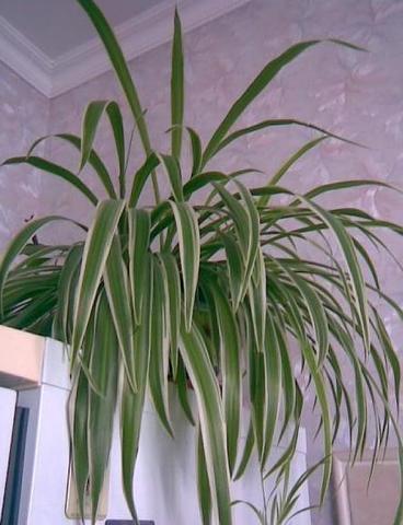 хлорофитум