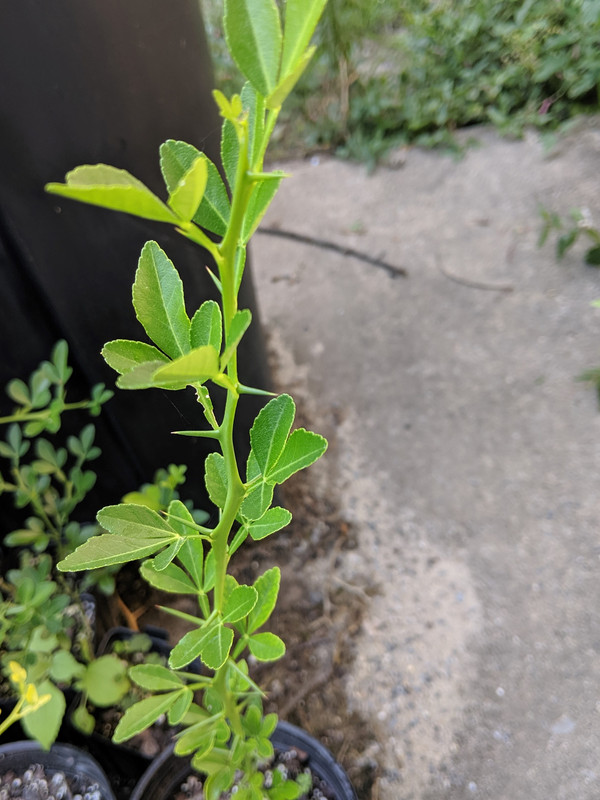 Poncirus rootstock July