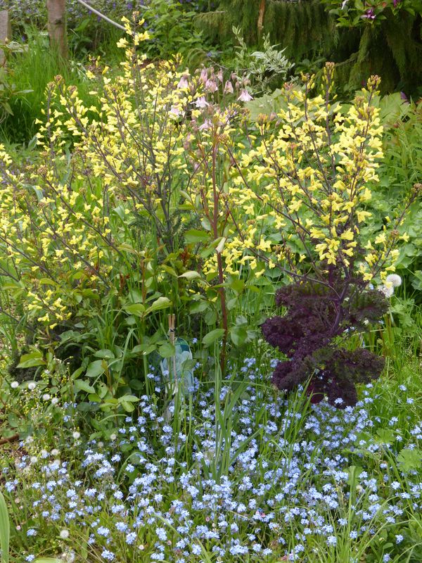 2014-05-04 Grünkohl1