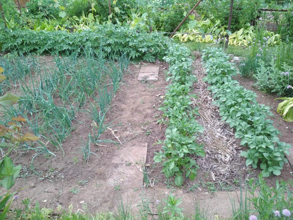 210610_Zwiebeln, Früh- und Lagerkartoffeln