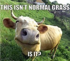 horn-this-isnt-normal-grass-is-it.jpg