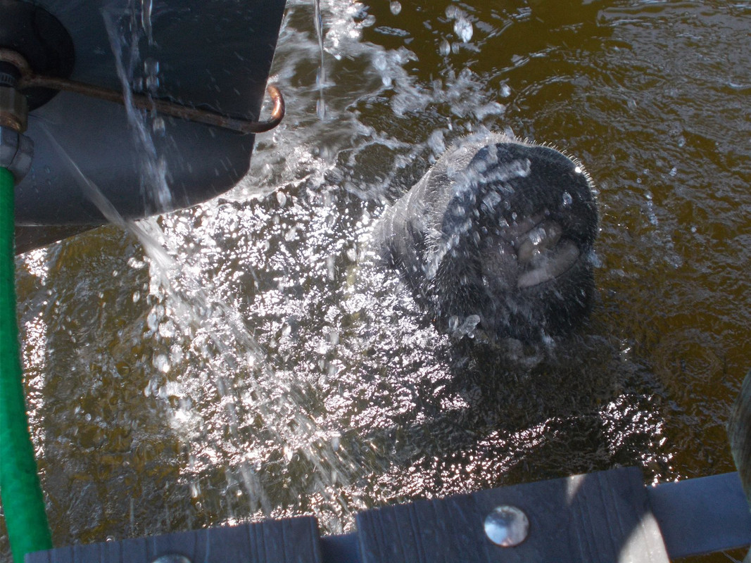 Manatee 2