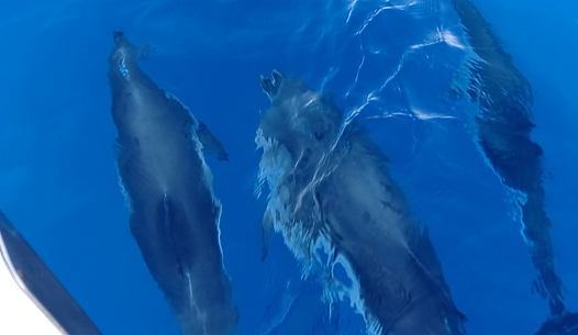 [Imagen: delfines.png]