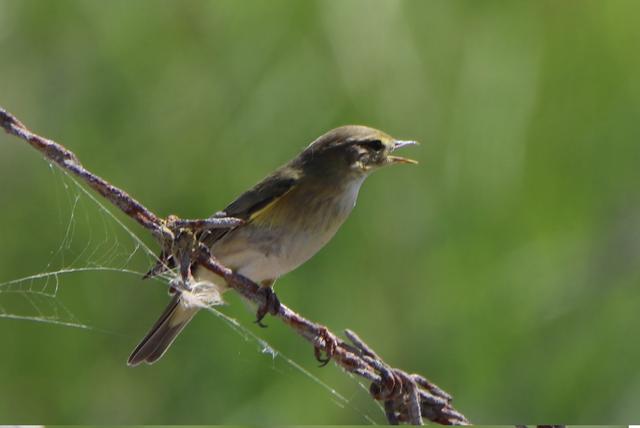 Pedido de ID - Felosa e Chasco - 6/9 ID-Felosa-1