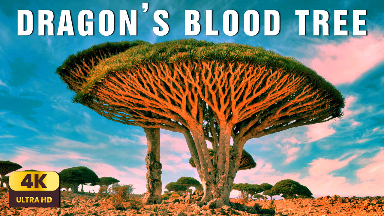 Rhythm of the Wild: Dragon’s Blood Tree – The Tree That Bleeds | Space Chill