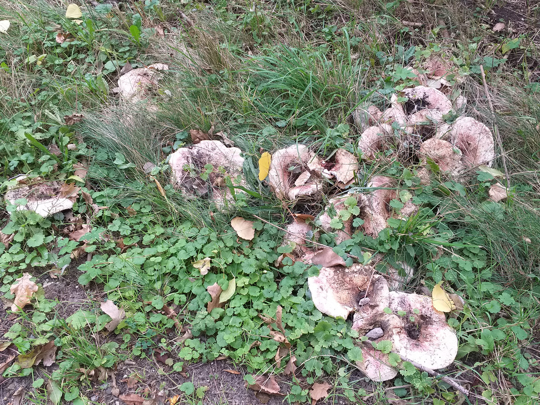 [Image: 20181004_155042.jpg]