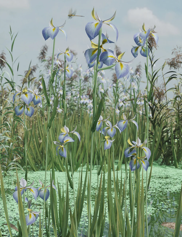 water iris high res flowering plants 00 main daz3d