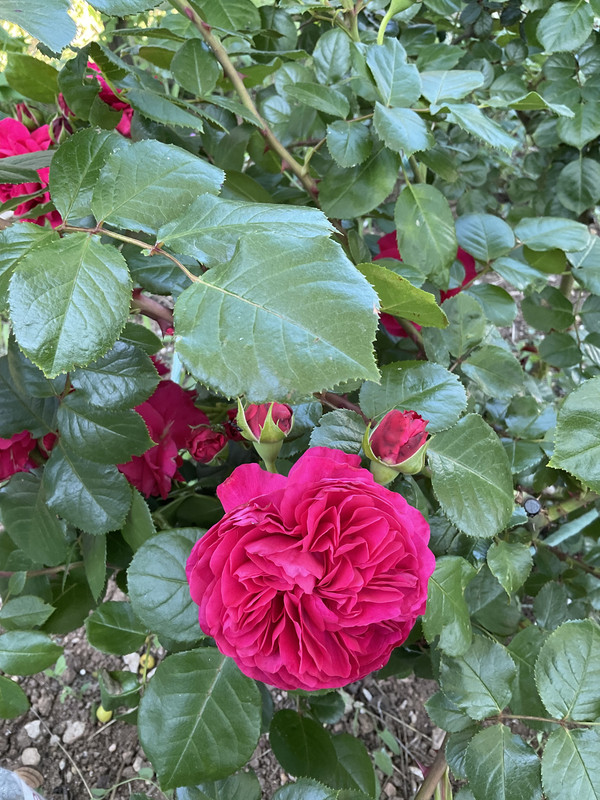 064527EB-88D0-46A2-9D5D-BCBF9669B836