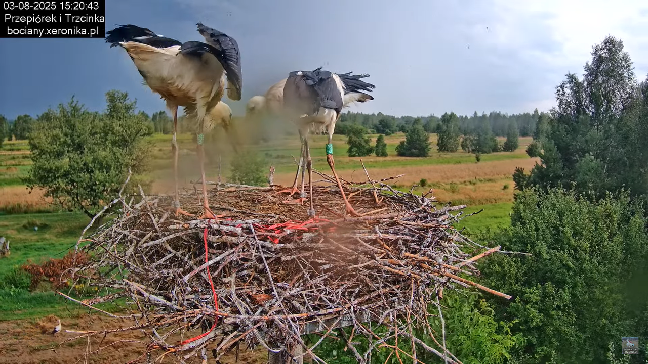 03082025bociany36