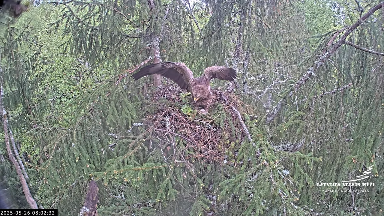 LVM mazais ērglis Lisiņa, egle2 – Lesser Spotted Eagle 11-31-32 screenshot