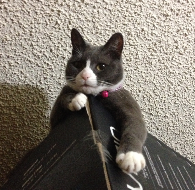 !cid_image003_png@01D30A9A